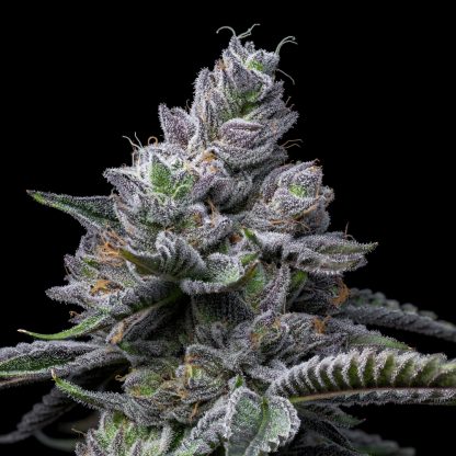 Cookies-RS11-X-HOLLYWOOD