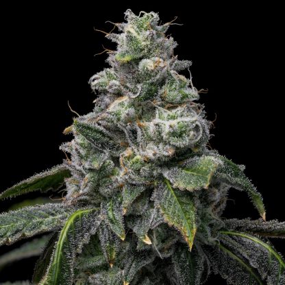 Cookies-UK-Cheese-x-Hollywood-cookies-seeds